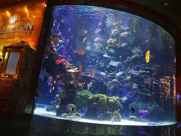 Have a Drink With a Mermaid- Non-Gambling Activities to Watch